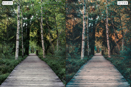 10 Forest Lightroom Presets, Professional & Modern for Photographers and Designers