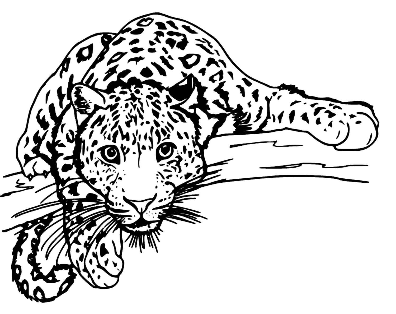 Leopard Svg File - Phanter Clipart - Animals Svg – TodorDigital