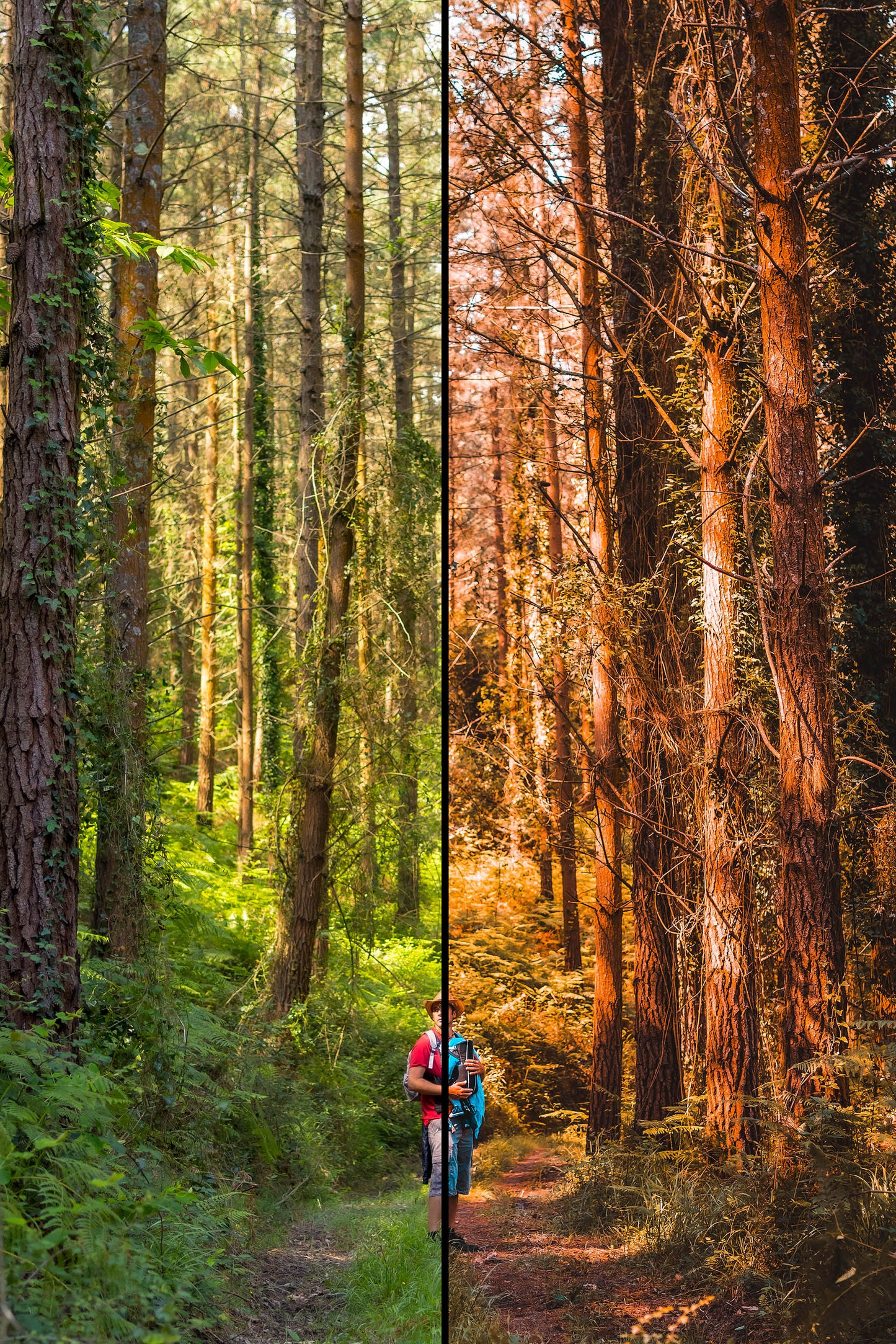 10 Forest Lightroom Presets, Professional & Modern for Photographers and Designers