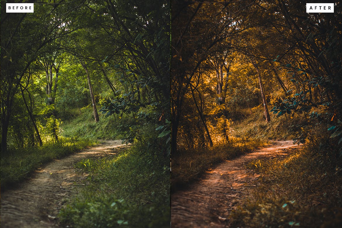 10 Forest Lightroom Presets, Professional & Modern for Photographers and Designers