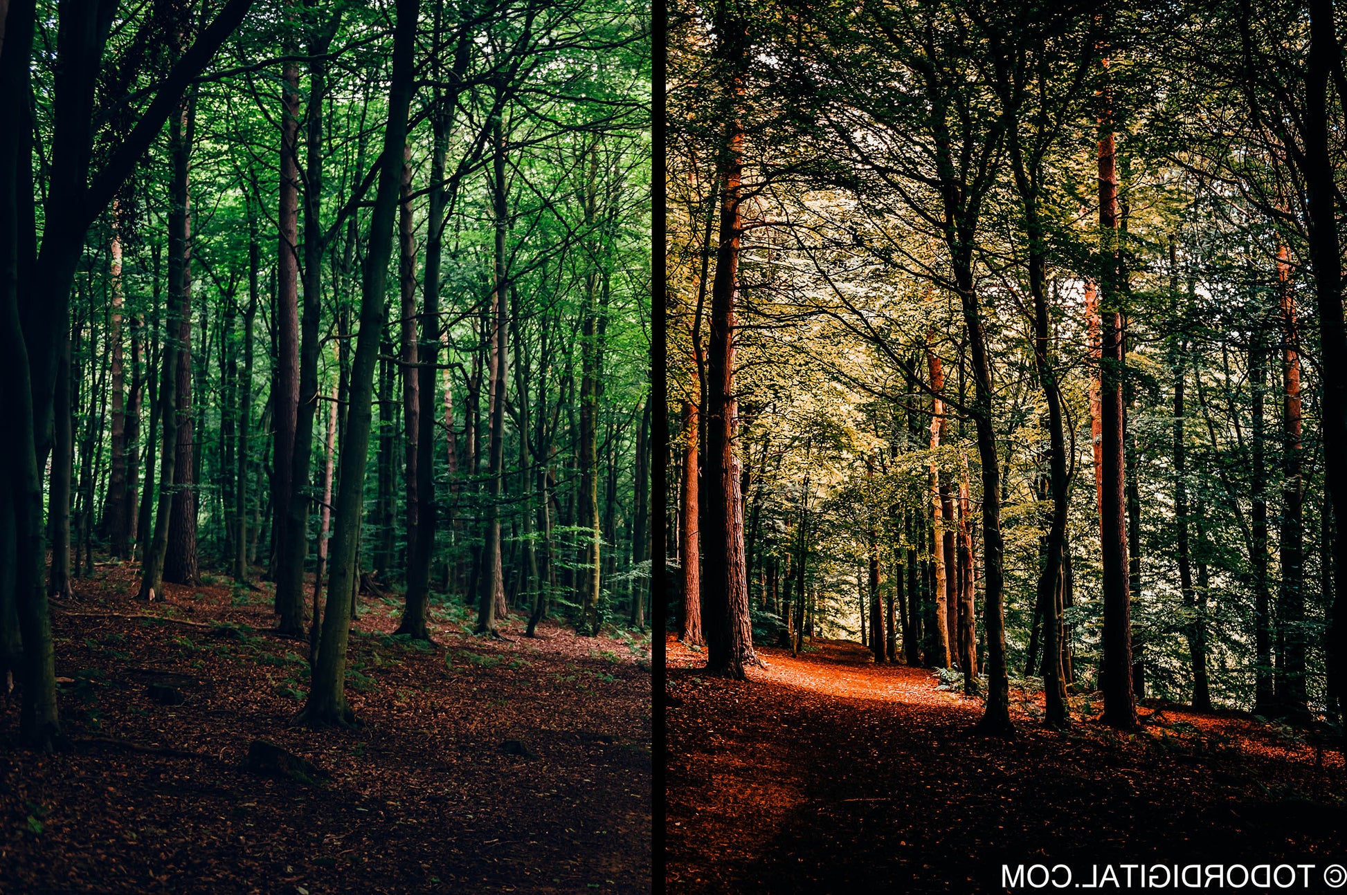 10 Forest Lightroom Presets, Professional & Modern for Photographers and Designers