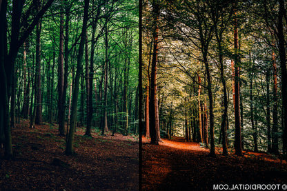 10 Forest Lightroom Presets, Professional & Modern for Photographers and Designers