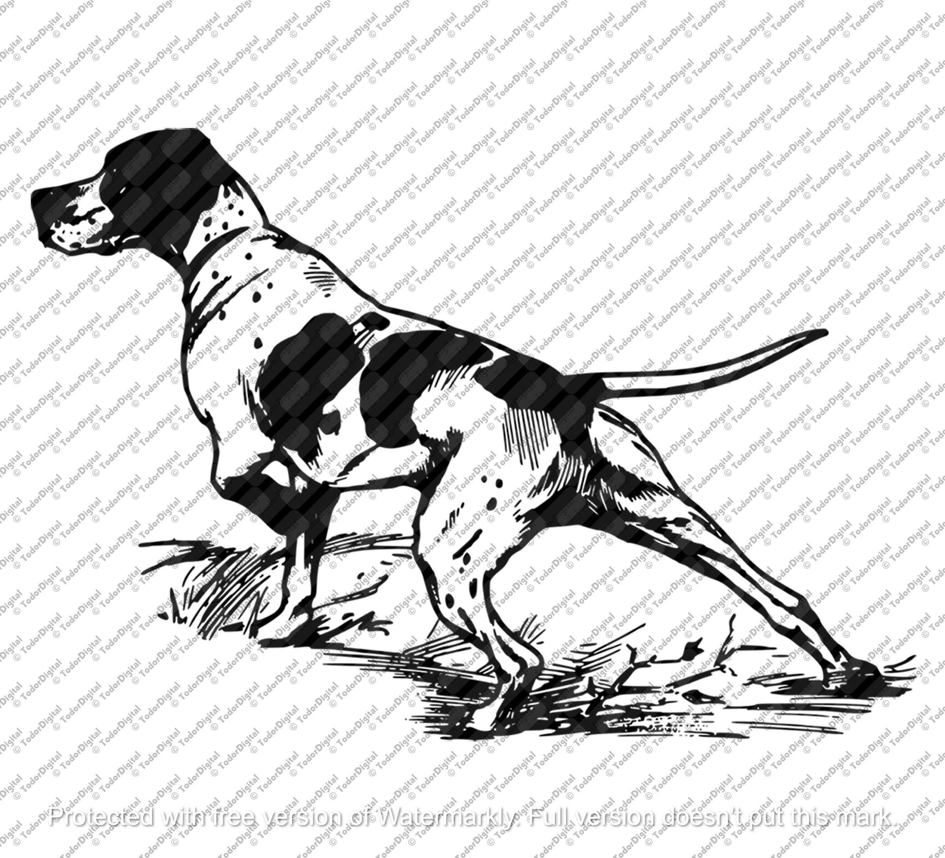 Hunting Dog Svg File - Inglish Pointer Clipart - Pointer Dog Svg - English Pointer Vector Graphics - Svg For Cricut - Svg For Silhouette-DXF