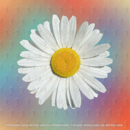 Chamomile Clipart - Chamomile Sublimation - Chamomile png - Watercolor Sublimation PNG - Watercolor Chamomile Clipart - Transparent PNG