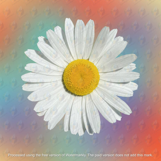 Chamomile Clipart - Chamomile Sublimation - Chamomile png - Watercolor Sublimation PNG - Watercolor Chamomile Clipart - Transparent PNG