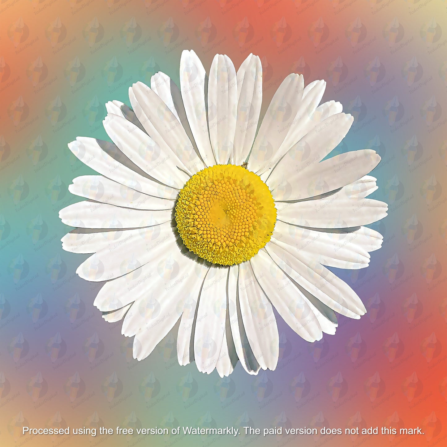 Chamomile Clipart - Chamomile Sublimation - Chamomile png - Watercolor Sublimation PNG - Watercolor Chamomile Clipart - Transparent PNG