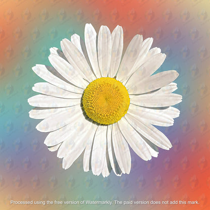 Chamomile Clipart - Chamomile Sublimation - Chamomile png - Watercolor Sublimation PNG - Watercolor Chamomile Clipart - Transparent PNG