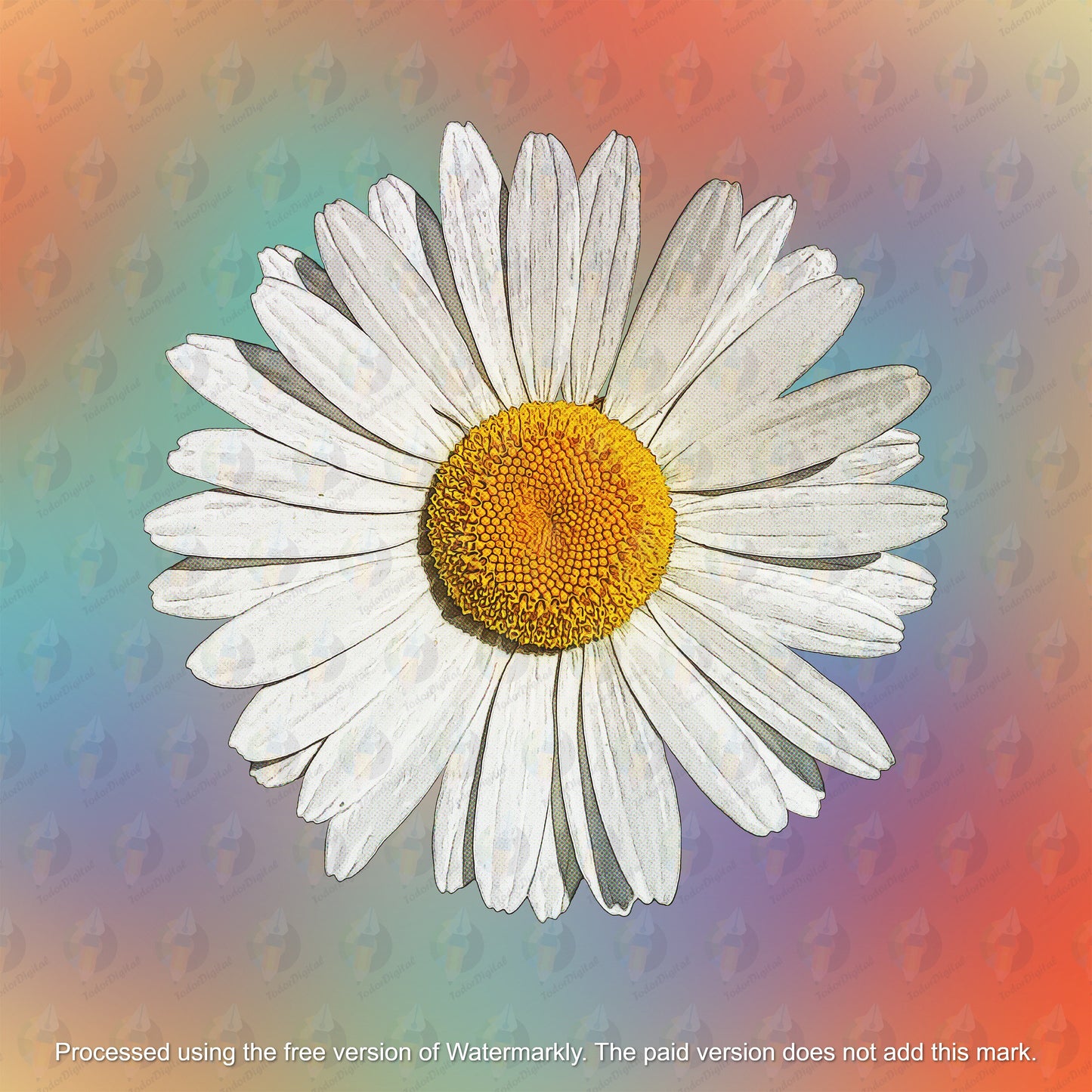 Chamomile Clipart - Chamomile Sublimation - Chamomile png - Watercolor Sublimation PNG - Watercolor Chamomile Clipart - Transparent PNG