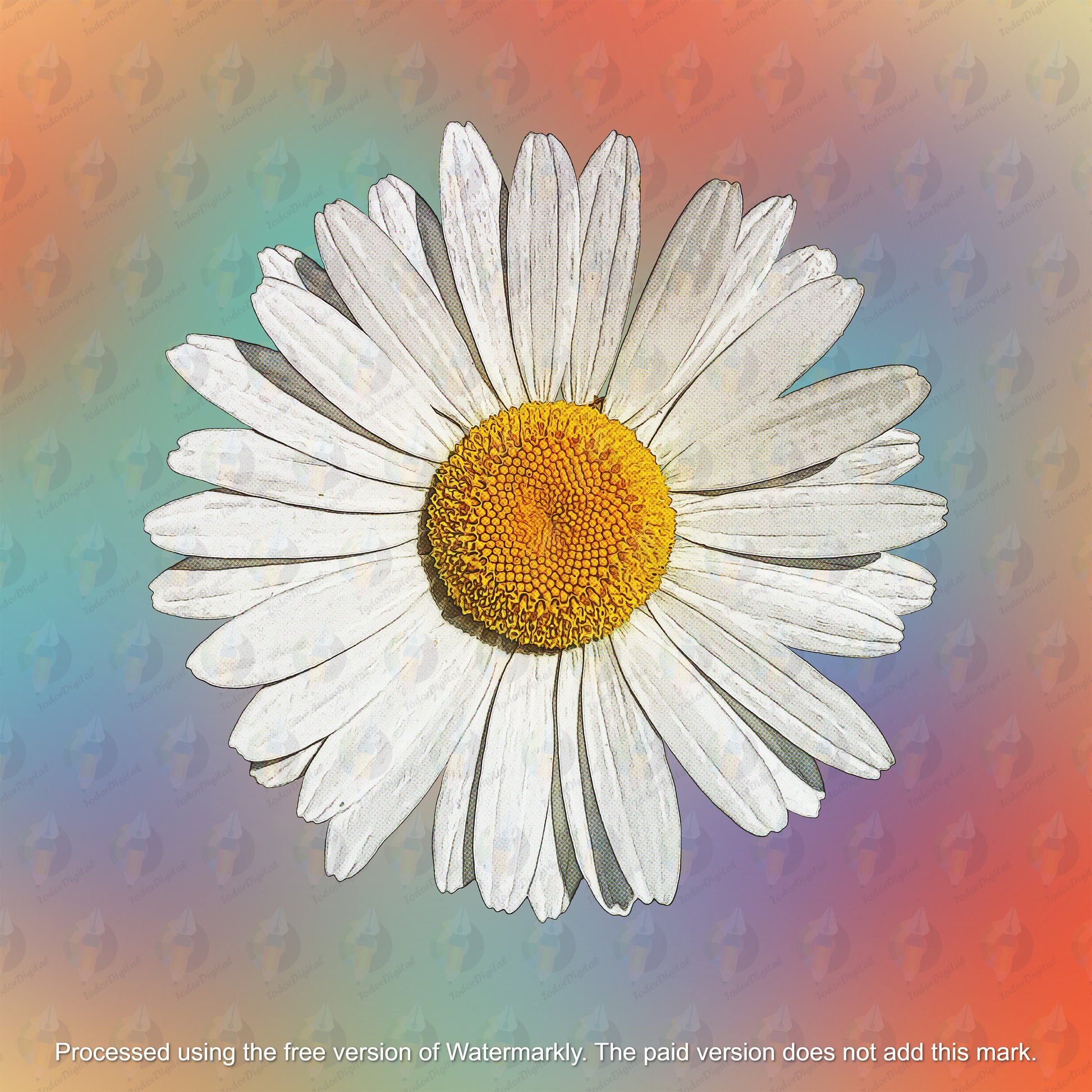 Chamomile Clipart - Chamomile Sublimation - Chamomile png - Watercolor Sublimation PNG - Watercolor Chamomile Clipart - Transparent PNG